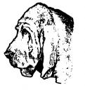bloodhound.jpg
